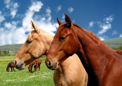 Equine Dentistry Equipment